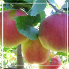 Ambrosia
