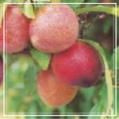 Elephant Heart Plums