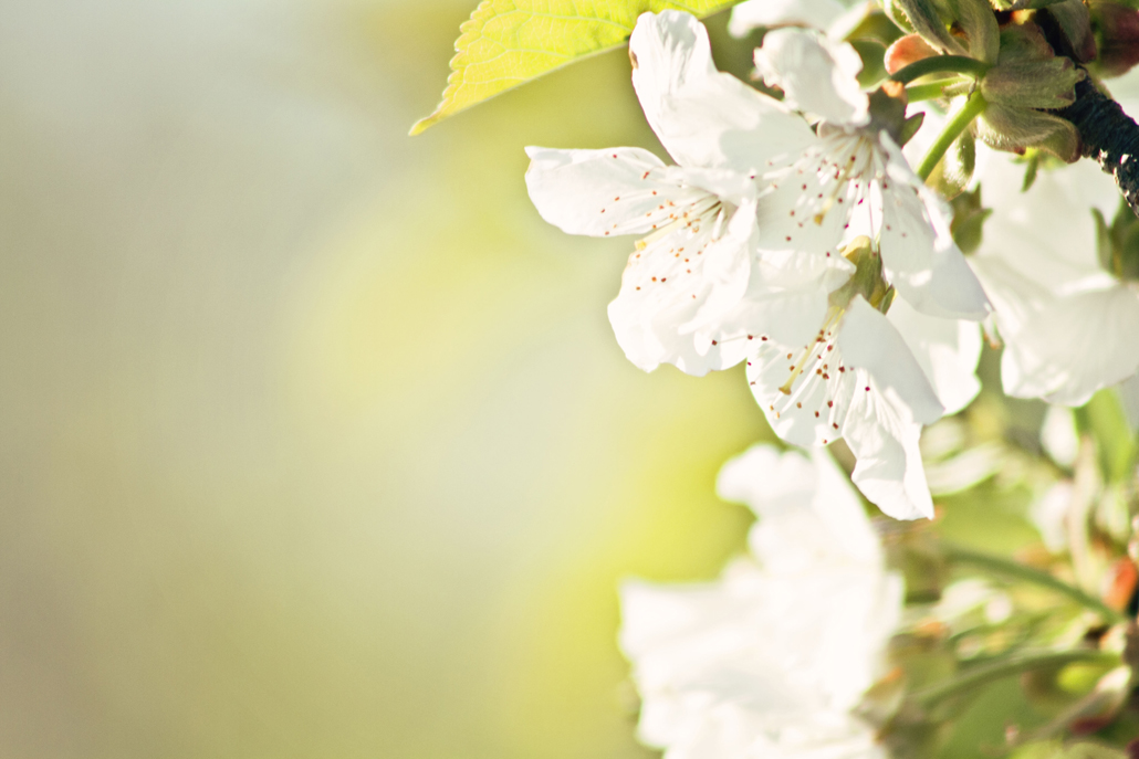 Spring 7
