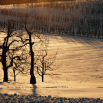 Winter 5