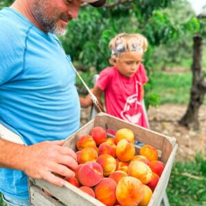 Man and child with a bushel of ripe peaches standing in an orchard