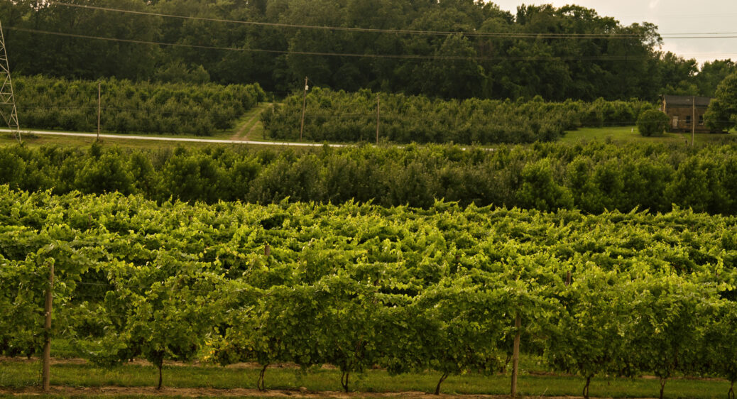 Summer sunset over Ohio apple and peach orchard